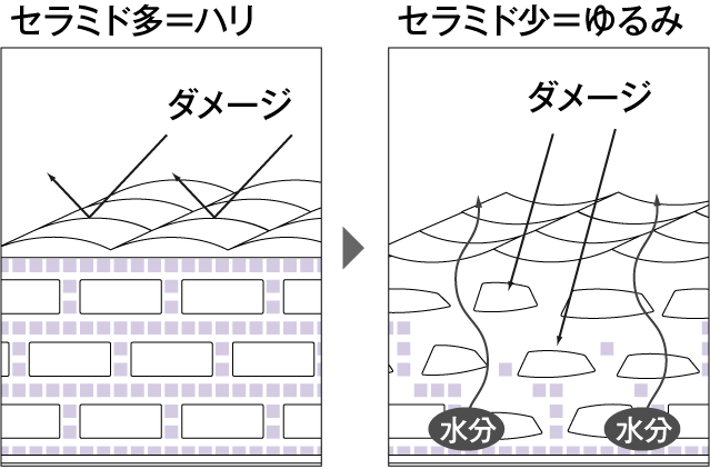 セラミドの量によってのダメージの違い